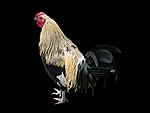 share-story-masala-chicken