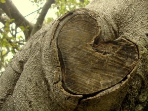 Love Trace Love Mark on Tree Stem Love Trace Love Mark on Tree Stem