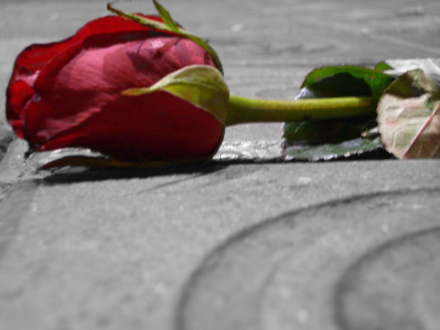 Rose Bud on Stone